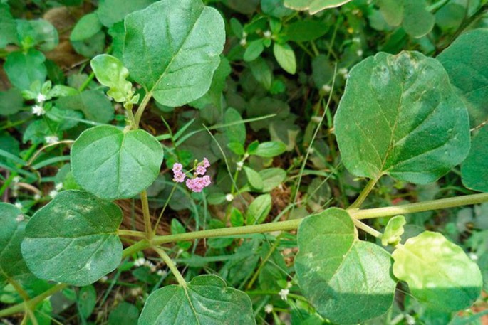 Therapeutic and ethnopharmacological relevance of Punarnava (Boerhaavia diffusa L).: a comprehensive review